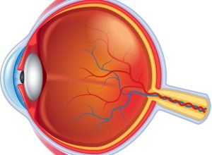 Eye anatomy isolated on white photo-realistic vector illustration